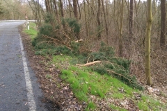 20150331_BaumaufStrasse01_Bomhoff