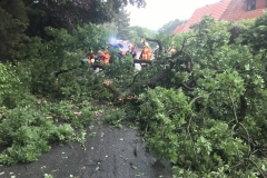 20170615_BaumaufStraße01_Bomhoff
