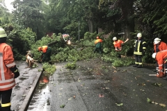 20170615_BaumaufStraße02_Bomhoff