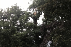 20170615_BaumaufStraße03_Bomhoff