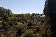 20180508_Waldbrand_03_Degener