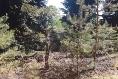 20180508_Waldbrand_05_Hassel