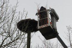 202100306_Storchennest4 Volker Schnabel