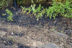 20220724_Waldbrand_Beckamannsweg_01_ChristianKrause