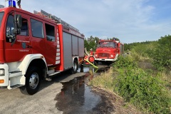 20230620_Waldnrand_03_Bomhoff